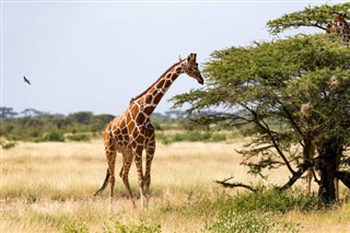 Somali hava tahmini