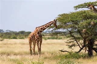 Somali Hava tahmini