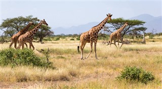 Somali Hava tahmini