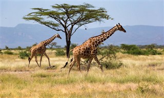 Somalie prévisions météorologiques