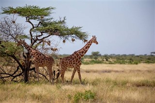 Somali hava tahmini