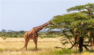 Somali hava tahmini