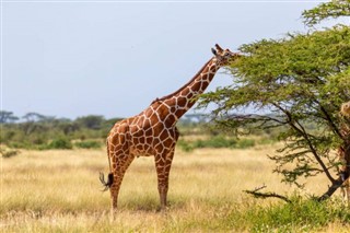 Somali hava tahmini