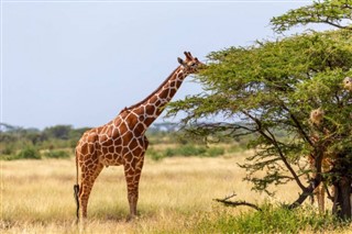 Somalia vejrudsigt