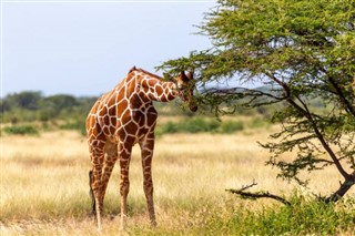 Somalia vejrudsigt