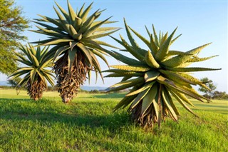 Güney Afrika hava tahmini