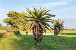 Güney Afrika hava tahmini