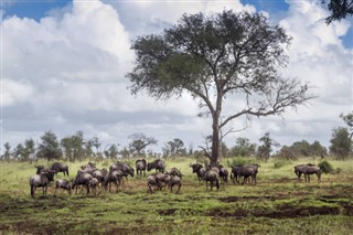 Güney Afrika hava tahmini