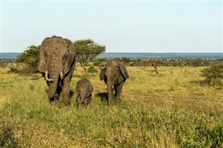 Güney Afrika hava tahmini