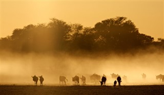 Güney Afrika hava tahmini