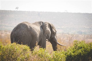 Güney Afrika hava tahmini