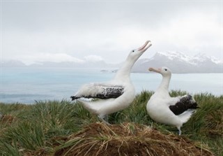 Güney Georgia Güney Sandwich Adaları hava tahmini
