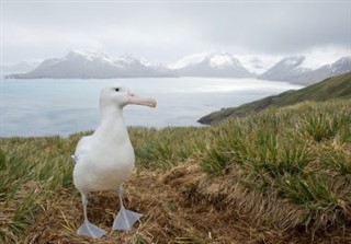 South Georgia Sydsandwichøerne vejrudsigt