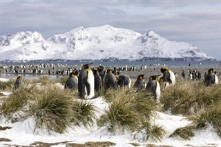 South Georgia Sydsandwichøerne vejrudsigt