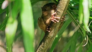 Suriname időjárás-jelentés