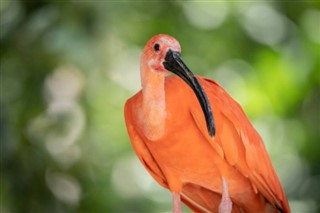 Suriname pronóstico del tiempo