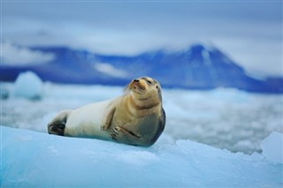 Svalbard hava tahmini