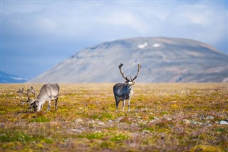 Svalbard Hava tahmini