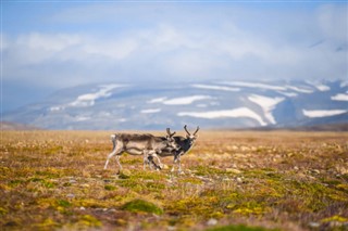 Svalbard hava tahmini
