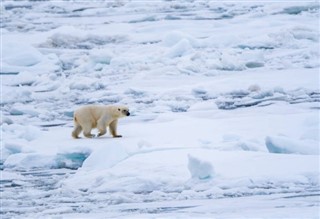 Svalbard vejrudsigt