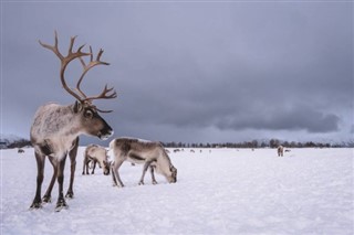 Svalbard Hava tahmini