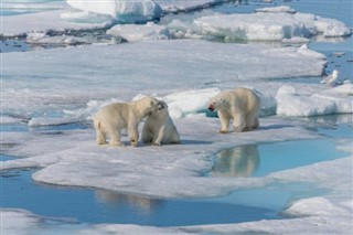 Svalbard vejrudsigt