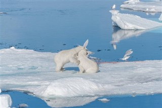 Svalbard hava tahmini