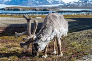 Svalbard hava tahmini