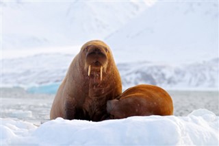 Svalbard vejrudsigt