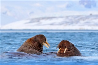 Svalbard Hava tahmini