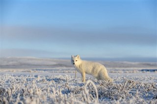 Svalbard hava tahmini