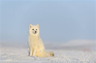 Svalbard hava tahmini