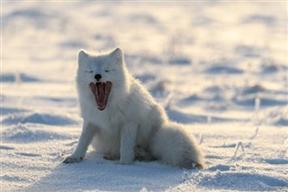 Svalbard hava tahmini