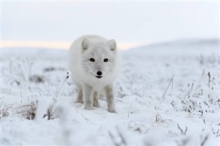 Svalbard hava tahmini