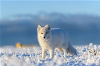 Svalbard prévisions météorologiques