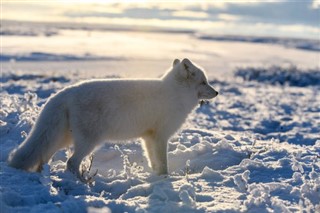 Svalbard vejrudsigt