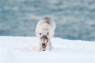 Svalbard Hava tahmini