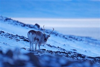 Svalbard időjárás-jelentés