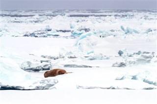 Svalbard prévisions météorologiques