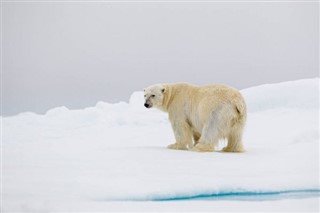 Svalbard Hava tahmini