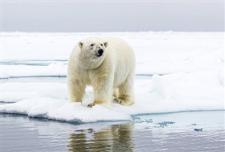 Svalbard prévisions météorologiques
