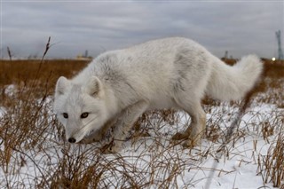 Svalbard prévisions météorologiques