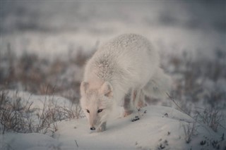 Svalbard hava tahmini