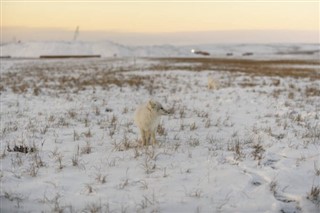 Svalbard hava tahmini