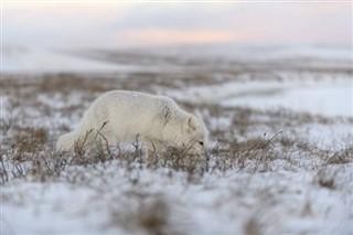 Svalbard vejrudsigt