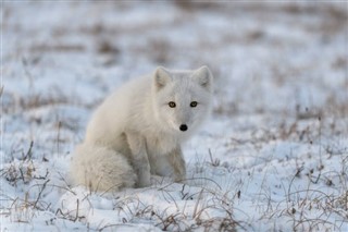 Svalbard hava tahmini