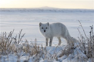 Svalbard hava tahmini