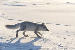 Svalbard předpověď počasí