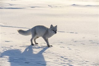 Svalbard hava tahmini