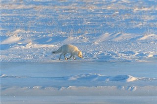 Svalbard hava tahmini